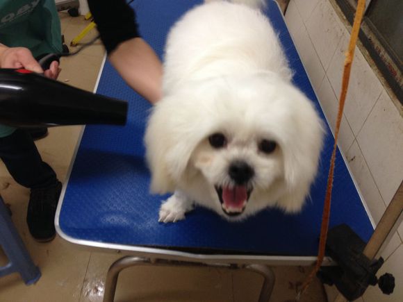 拯救狗狗不被蜜蜂蜇,拯救狗狗原版