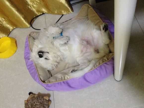 拯救狗狗不被蜜蜂蜇,拯救狗狗原版