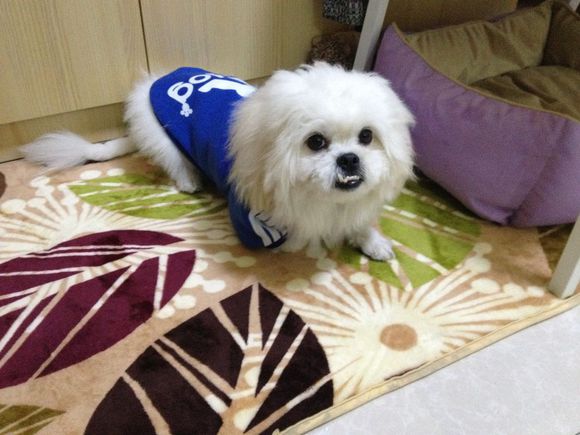 拯救狗狗不被蜜蜂蜇,拯救狗狗原版