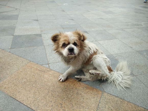 拯救狗狗不被蜜蜂蜇,拯救狗狗原版