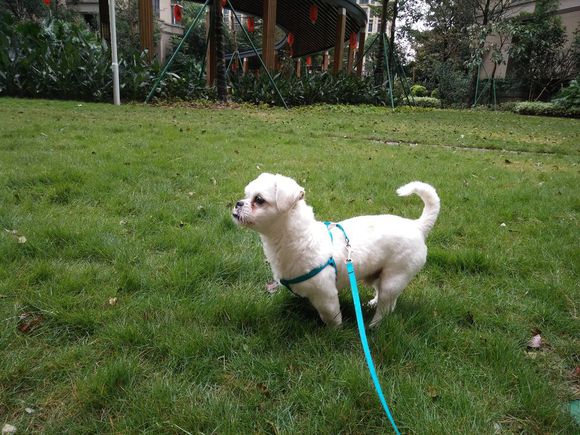 拯救狗狗不被蜜蜂蜇,拯救狗狗原版