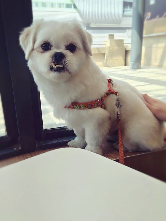 拯救狗狗不被蜜蜂蜇,拯救狗狗原版