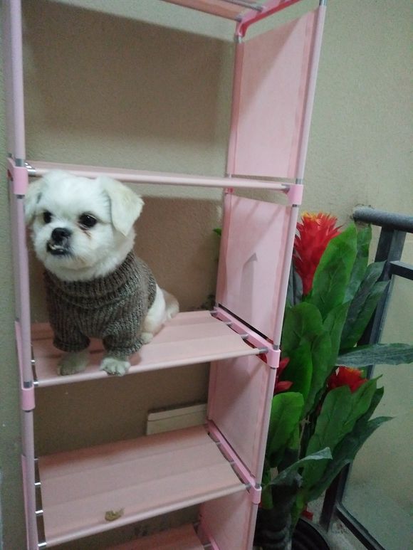 拯救狗狗不被蜜蜂蜇,拯救狗狗原版