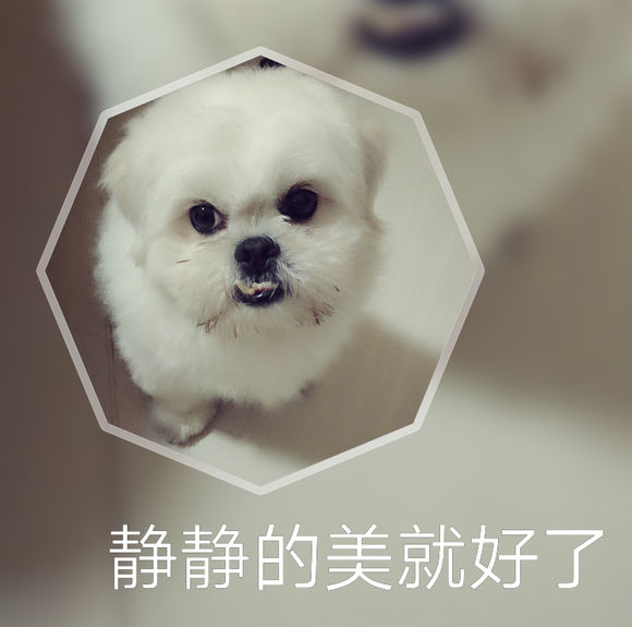 拯救狗狗不被蜜蜂蜇,拯救狗狗原版