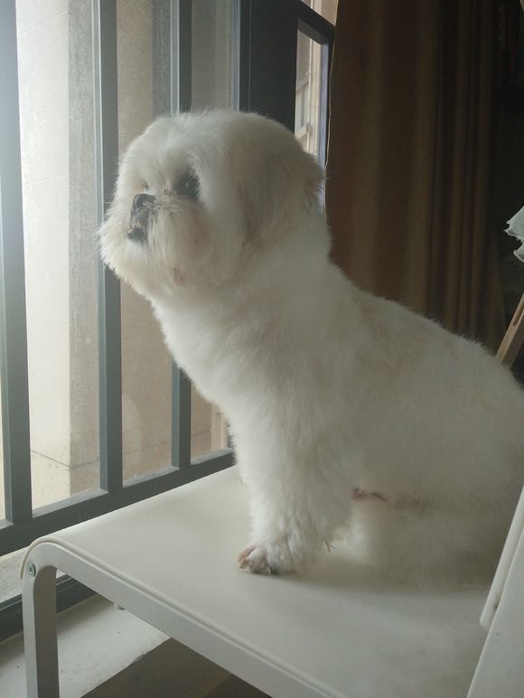 拯救狗狗不被蜜蜂蜇,拯救狗狗原版