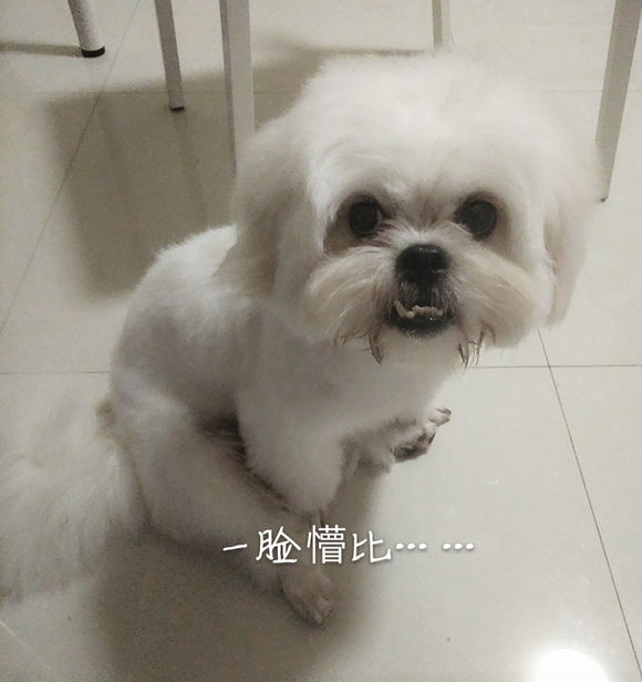 拯救狗狗不被蜜蜂蜇,拯救狗狗原版