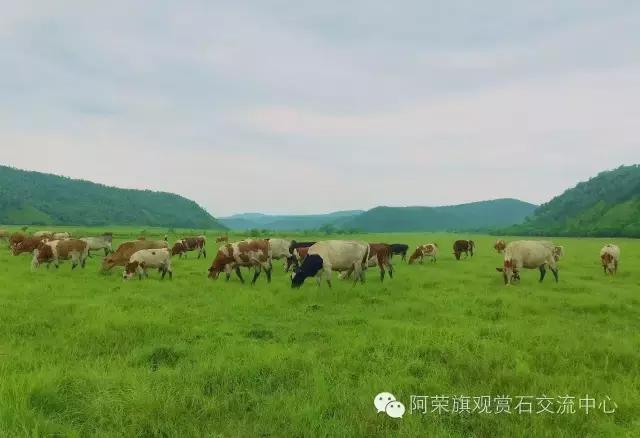 阿荣旗呼伦贝尔,呼伦贝尔市阿荣旗美景