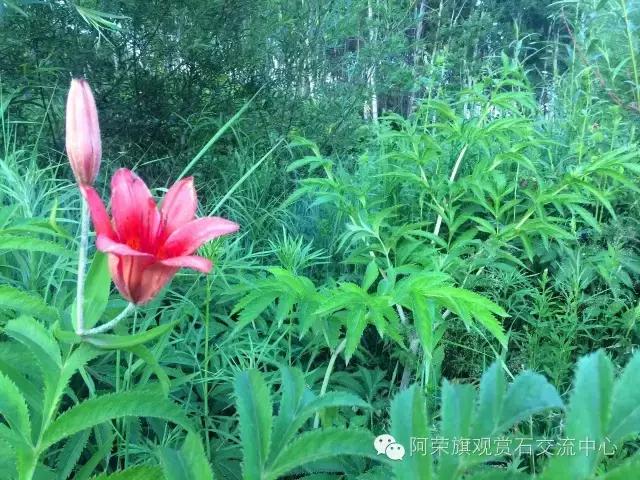 阿荣旗呼伦贝尔,呼伦贝尔市阿荣旗美景