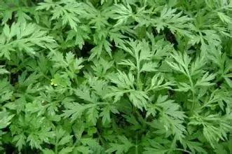 中药损害肝功能,有些中药滥用伤肝一定要谨慎