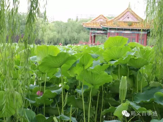 北京市顺义公园,从小就爱上你