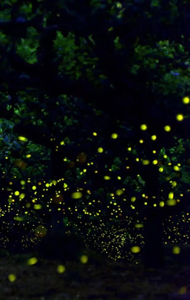 太原投资2000万风情文化节!引来50万只萤火虫!20万只蝴