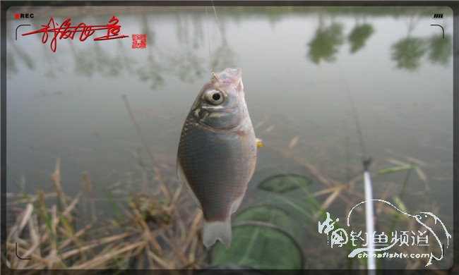 马踏湖国家湿地公园远足,马踏湖国家湿地公园游览路线