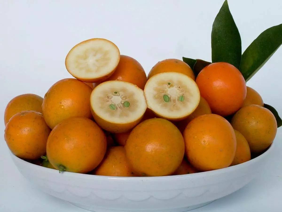 植物果实怎么分类,植物果实的分类