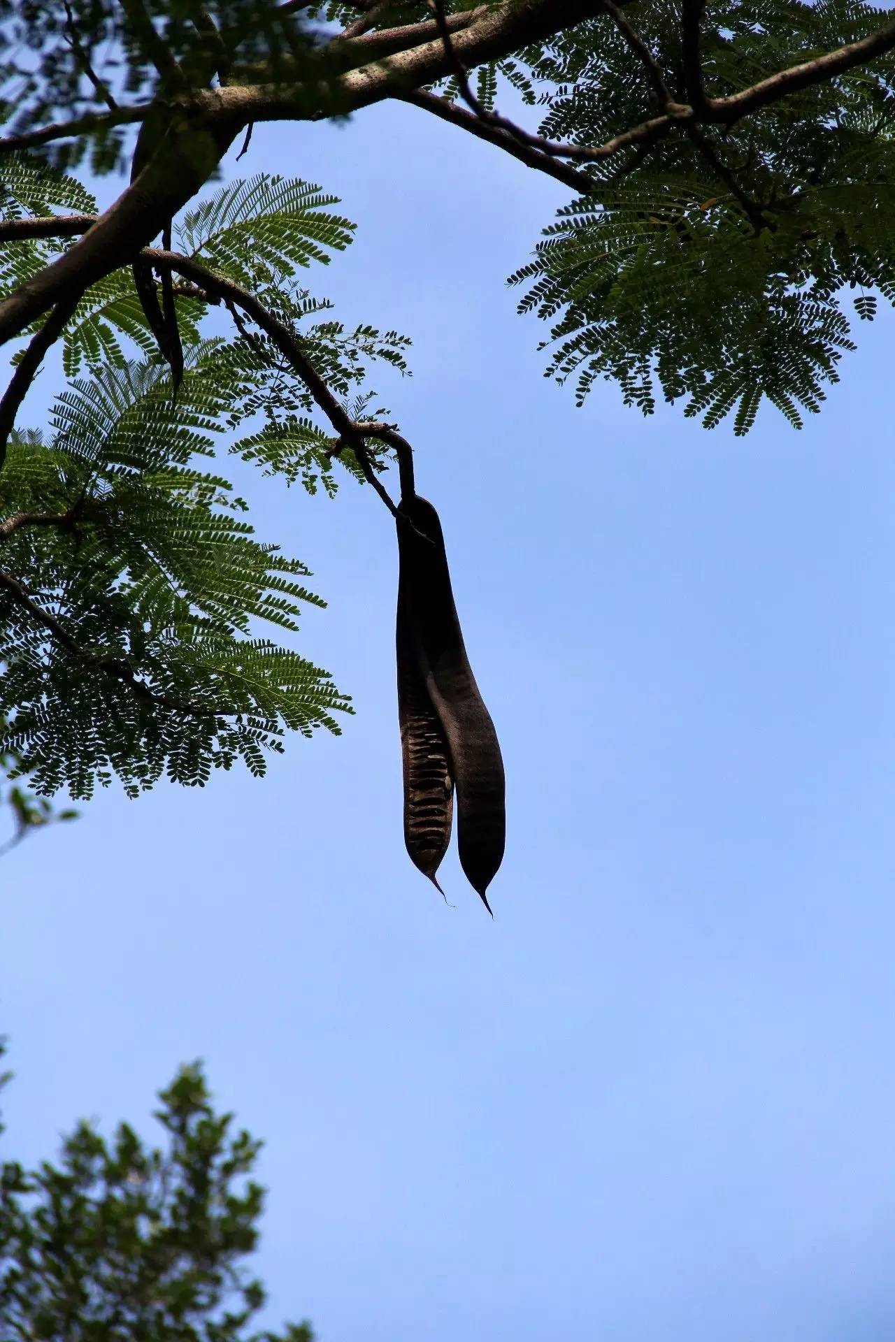 植物果实怎么分类,植物果实的分类