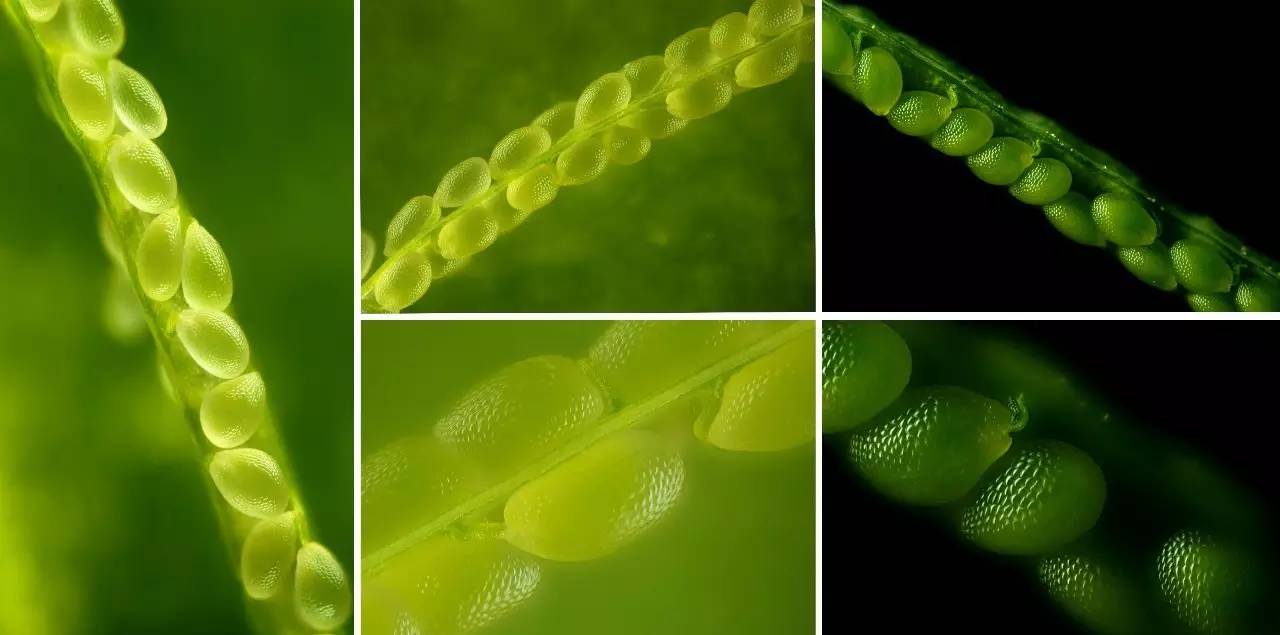 植物果实怎么分类,植物果实的分类