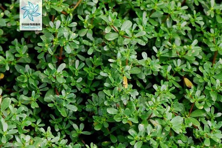 植物果实怎么分类,植物果实的分类