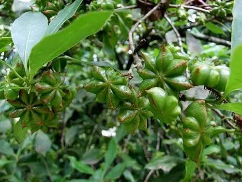 植物果实怎么分类,植物果实的分类