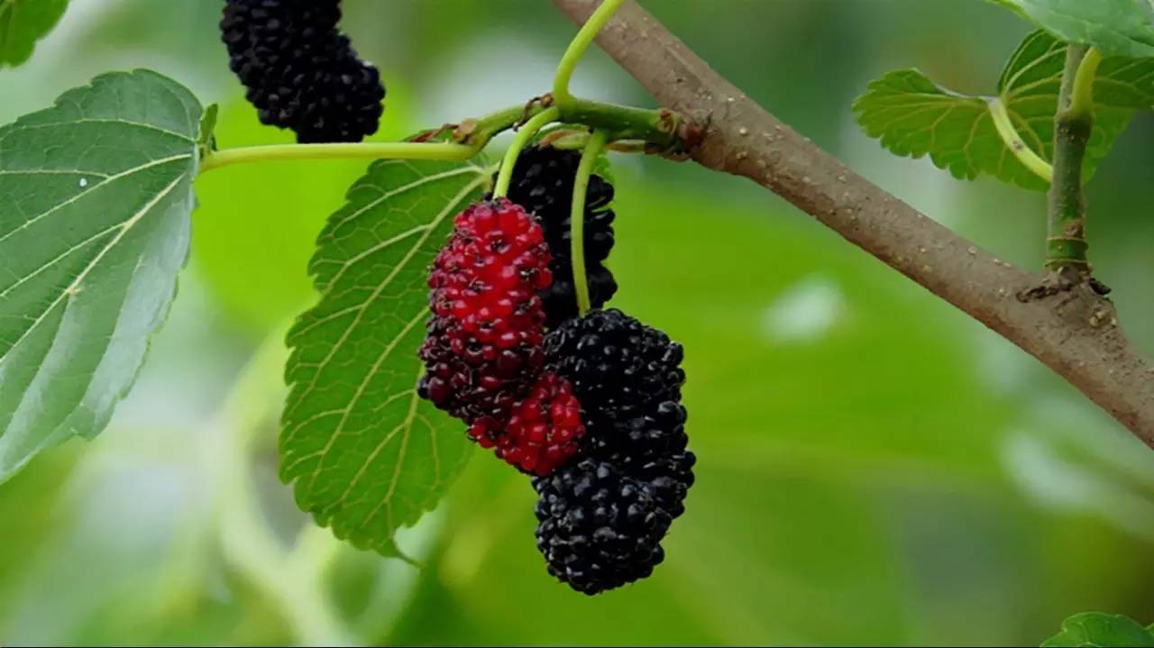 植物果实怎么分类,植物果实的分类