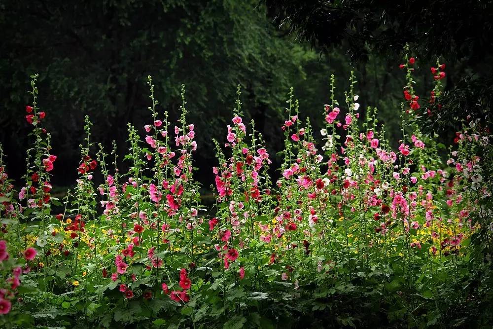 植物果实怎么分类,植物果实的分类