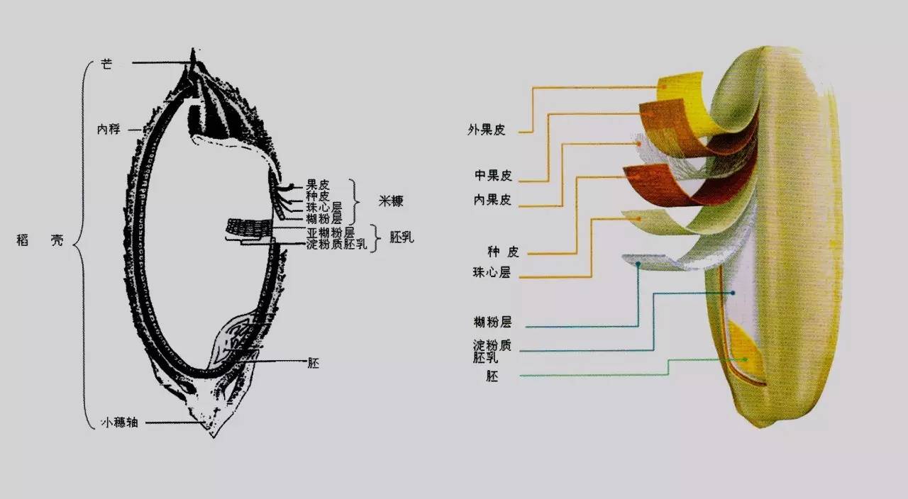 植物果实怎么分类,植物果实的分类