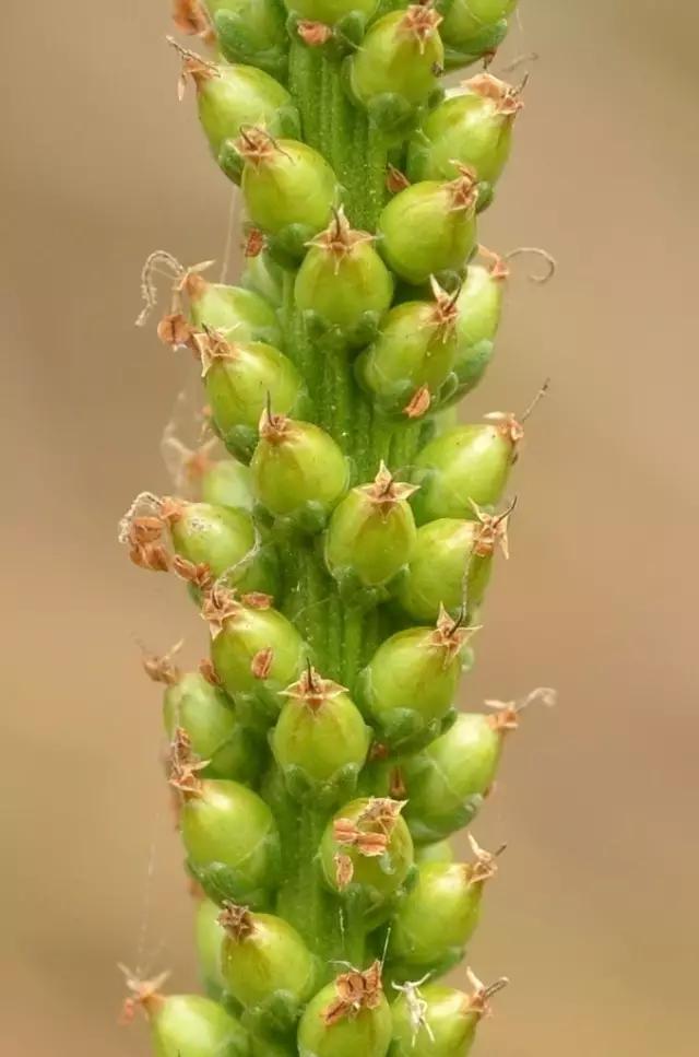 古人吃什么？《诗经》蔬果志：你现在还在采的芣苡