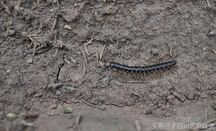 浣犺寰楀嚭鐙楃嫍鐨勫搧绉嶅悧,浣犺寰楀悧鍘熺増瑙嗛