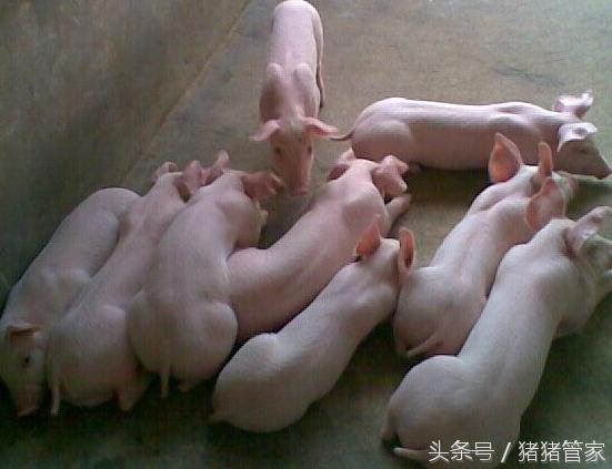 怎么应对仔猪断奶应激措施,仔猪断奶怎么抗应激