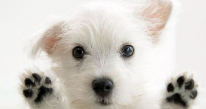 新药胰岛素疫苗,狂犬疫苗重大事件