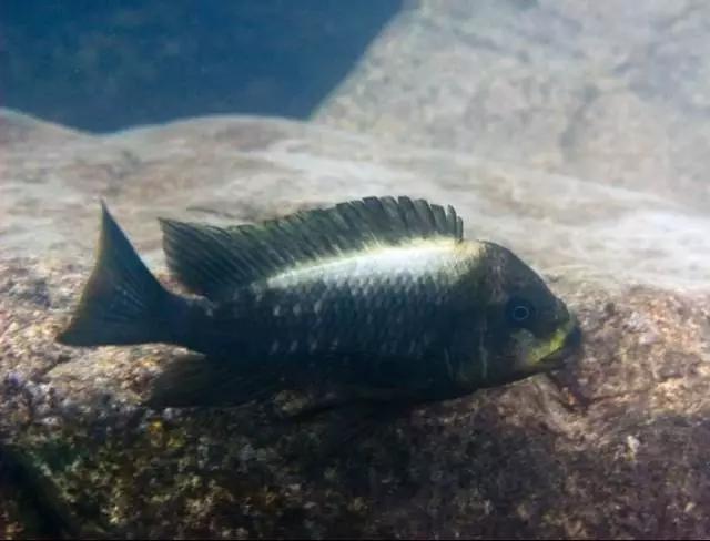 三湖慈鲷观赏视频,三湖慈鲷马鲷和蝴蝶
