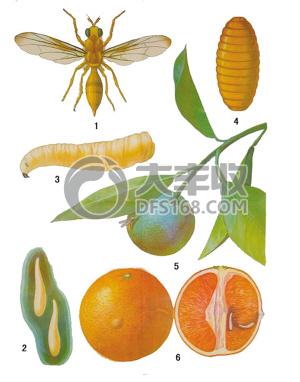 柑橘实蝇怎么发生的,怎样防柑橘里的蛆