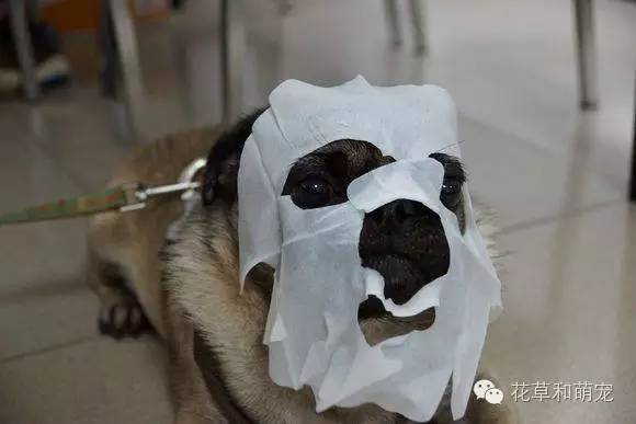 狗狗贴面膜,狗狗敷面膜