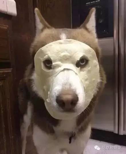 狗狗贴面膜,狗狗敷面膜