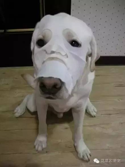 狗狗贴面膜,狗狗敷面膜