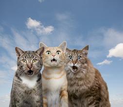 现在都还不知道?身边生物的寿命(饲养编)