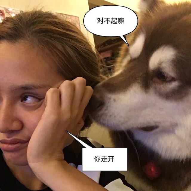 王思聪宠物狗链子,王思聪给爱犬戴项链