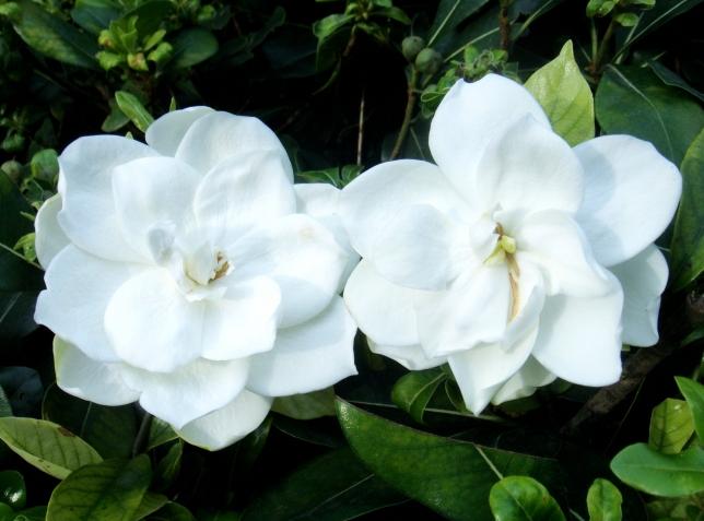 七夕节送栀子花,七夕有栀子花吗