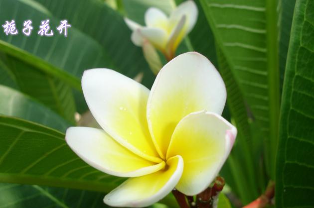 七夕节送栀子花,七夕有栀子花吗