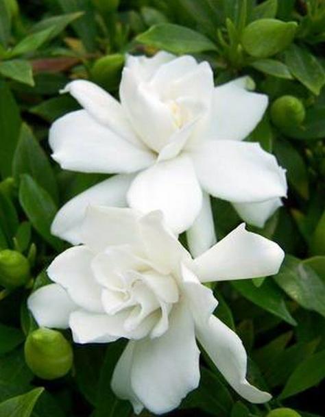 七夕节送栀子花,七夕有栀子花吗