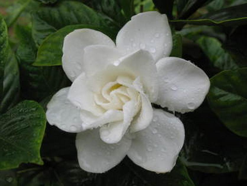 七夕节送栀子花,七夕有栀子花吗