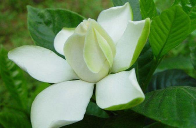 七夕节送栀子花,七夕有栀子花吗