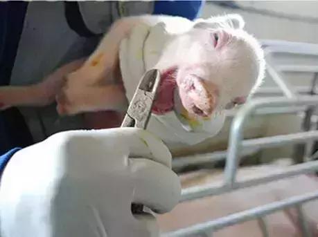 防止仔猪压死的措施,保育仔猪副猪如何预防及治疗