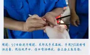 防止仔猪压死的措施,保育仔猪副猪如何预防及治疗