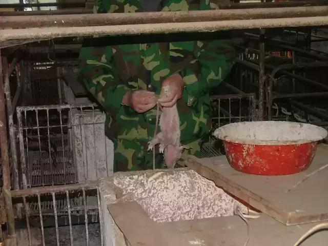 防止仔猪压死的措施,保育仔猪副猪如何预防及治疗