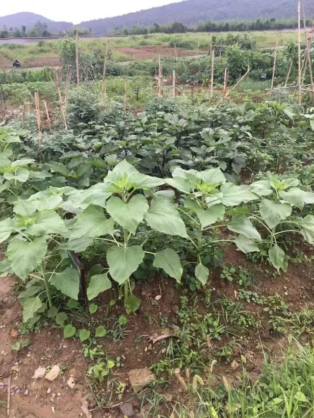 为什么淮南人喜欢当“地主”,看看地主如何管理地的!