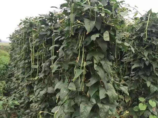 为什么淮南人喜欢当“地主”,看看地主如何管理地的!