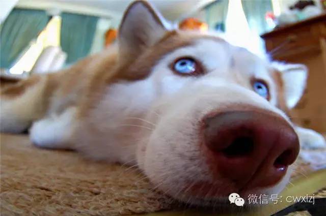 狗狗拉稀怎么办最有效的方法,狗狗拉稀了怎么办最快最有效