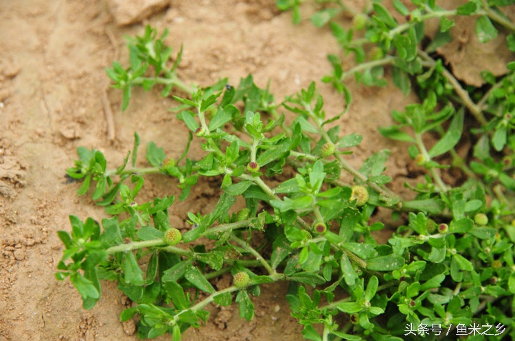 鼻炎用什么土方法效果佳,农村治鼻炎的最佳方法