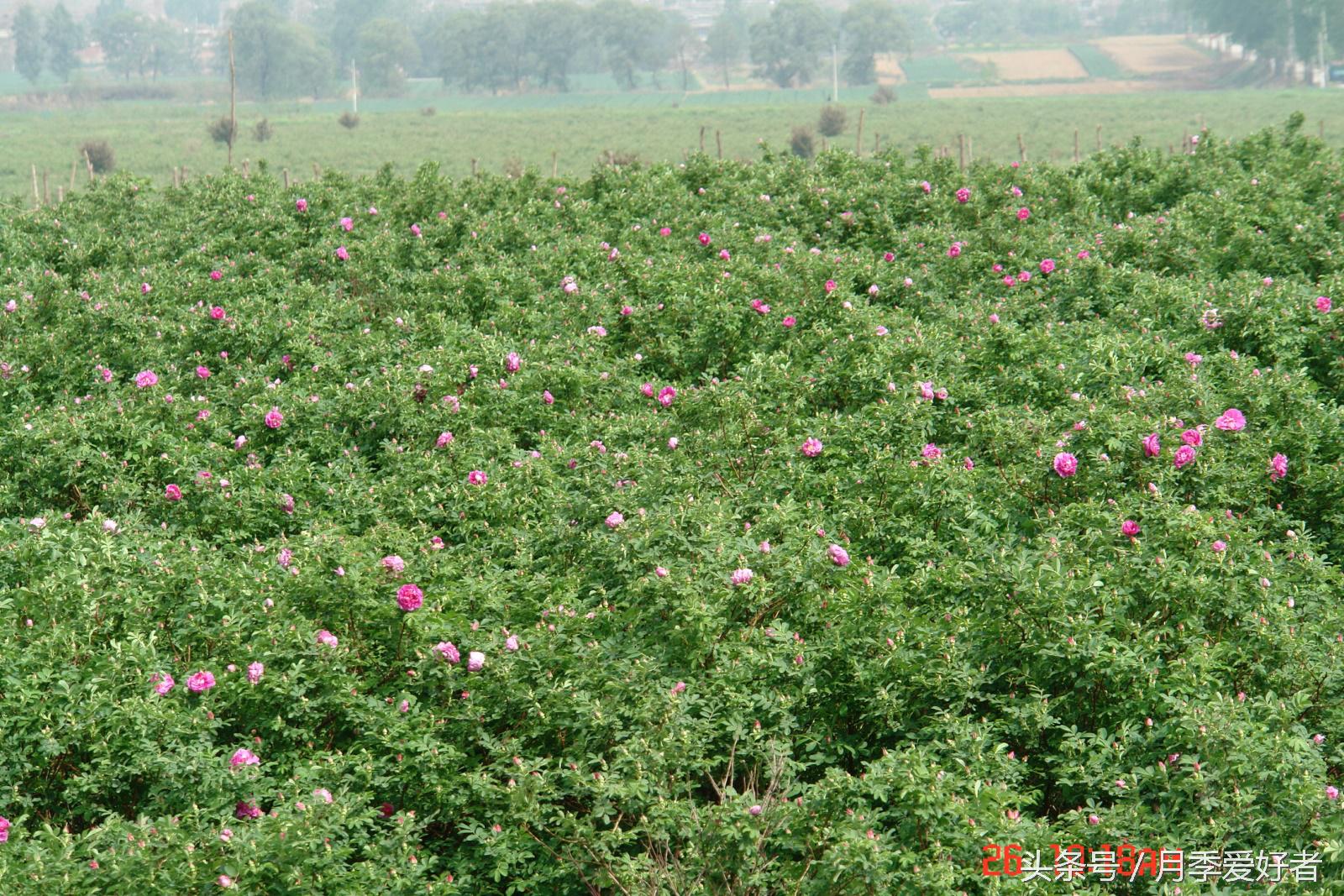 月季玫瑰蔷薇芍药牡丹的区别,蔷薇月季玫瑰区别是什么