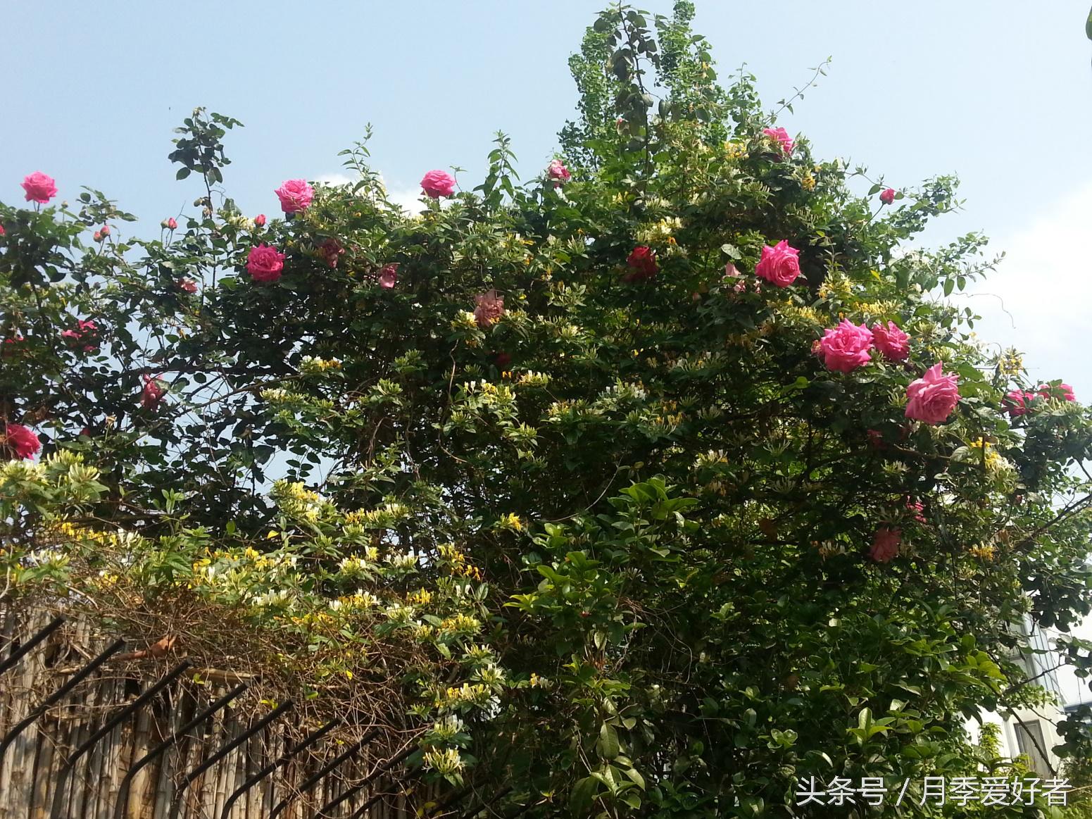 月季玫瑰蔷薇芍药牡丹的区别,蔷薇月季玫瑰区别是什么