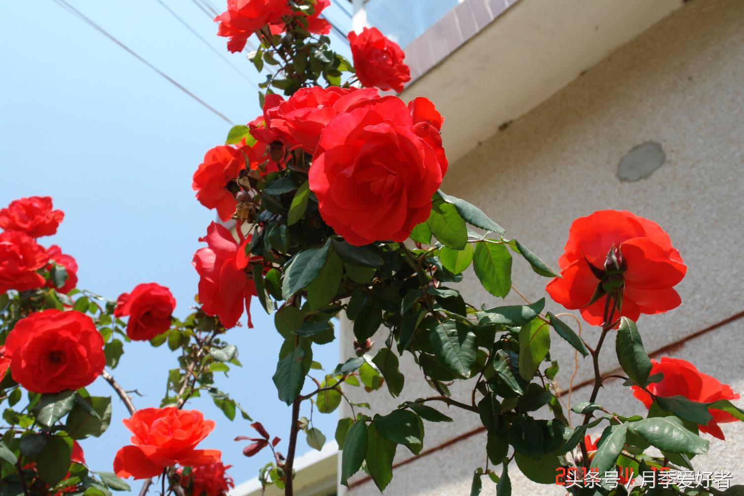 月季玫瑰蔷薇芍药牡丹的区别,蔷薇月季玫瑰区别是什么